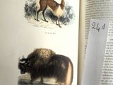 un livre ouvert à la page où figurent une chèvre et une antilope