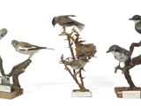 cinq oiseaux perchés sur les branches d'un arbre