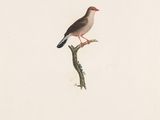 drawing of a bird perched on a branch of a tree