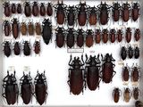 a lot of beetles that are on display in a white frame
