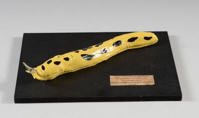 une limace jaune posée sur une surface noire