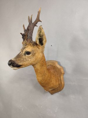 une tête de cerf fixée au mur d'une pièce