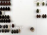 a lot of beetles that are on the wall