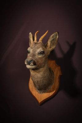 une tête de cerf accrochée au mur dans une pièce sombre