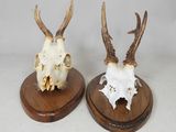une paire de crânes de cerfs montés sur des socles en bois, sur fond blanc