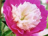 pink and white peonie flower with green leaves in a garden