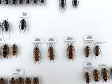 a lot of bugs that are on display in a glass case