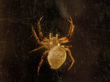a spider that is sitting on a window sill