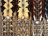 a lot of different types of butterflies on display