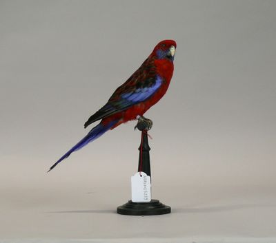 a red and blue bird sitting on top of a black stand
