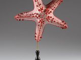 une photo d'une sculpture représentant une étoile de mer rouge posée sur un socle noir