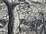 drawing of a tree in a wooded area with a bird perched on a branch