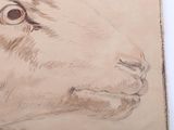 a drawing of a goat ' s face on a piece of paper