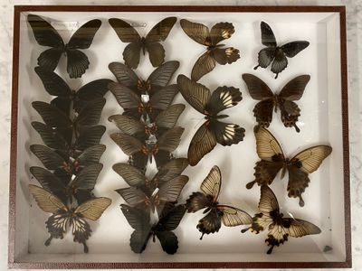 a lot of butterflies that are in a shadow box