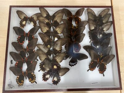a lot of butterflies that are on display in a glass case