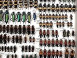 a lot of bugs that are on display in a glass case