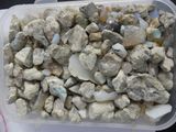 a plastic container filled with rocks and shells