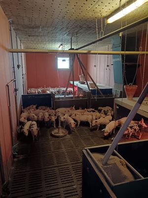 a lot of sheep that are standing in a barn