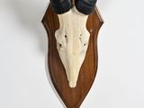 a deer head with horns mounted on a wooden wall