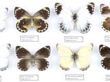 plusieurs espèces différentes de papillons exposées dans une vitrine