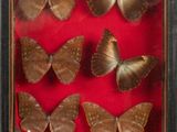 six butterflies in a shadow box with a coin in the middle