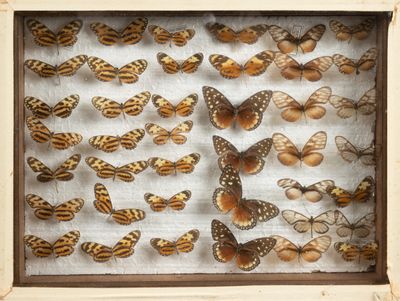 une image représentant un arrangement de papillons dans un cadre en bois