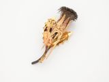 a dried plant that has been placed on a white surface