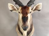 an antelope with large horns mounted on a wall