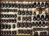 a lot of beetles that are on display in a wooden frame
