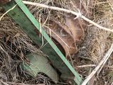 a piece of wood that is laying in the grass
