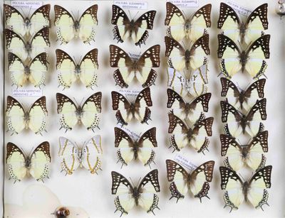 de nombreux papillons exposés dans une vitrine