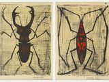 deux empreintes d'un coléoptère et d'un insecte sur une feuille de papier