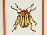painting of a beetle on a white background with a red border