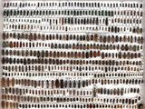 a large collection of beetles on display in a white frame