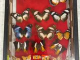 a picture of a display of butterflies in a shadow box