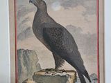 une photo d'un oiseau perché sur une table