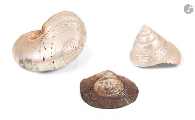 Trois types différents de coquillages sont représentés sur une surface blanche.