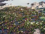 many flowers growing out of the rocks near the water
