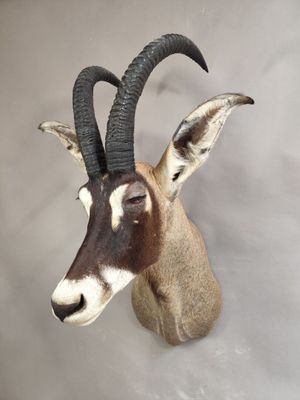 une tête d'antilope empaillée accrochée au mur d'une pièce