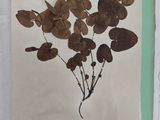 a picture of a bunch of dried flowers on a piece of paper