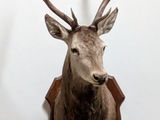 une tête de cerf fixée au mur d'une pièce