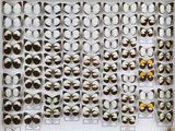 de nombreux types de papillons exposés dans une vitrine