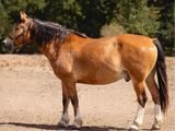 un cheval brun debout dans la terre, avec des arbres en arrière-plan