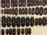a lot of beetles that are hanging on the wall