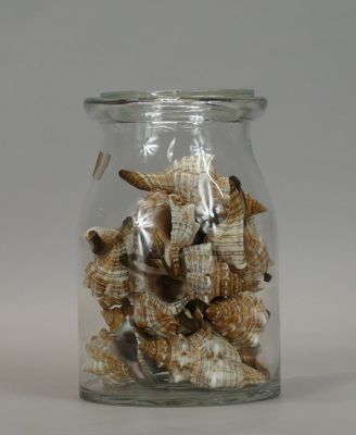 a glass jar with shells in it on a table