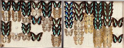 a lot of butterflies that are in a white box