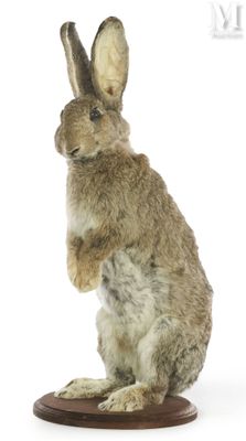 lapin empaillé assis sur ses pattes arrière, posé sur un socle en bois