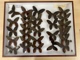 a lot of butterflies that are in a glass case