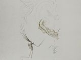un dessin représentant un oiseau sur une feuille de papier