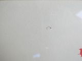 une photo d'une fleur rouge sur un mur blanc